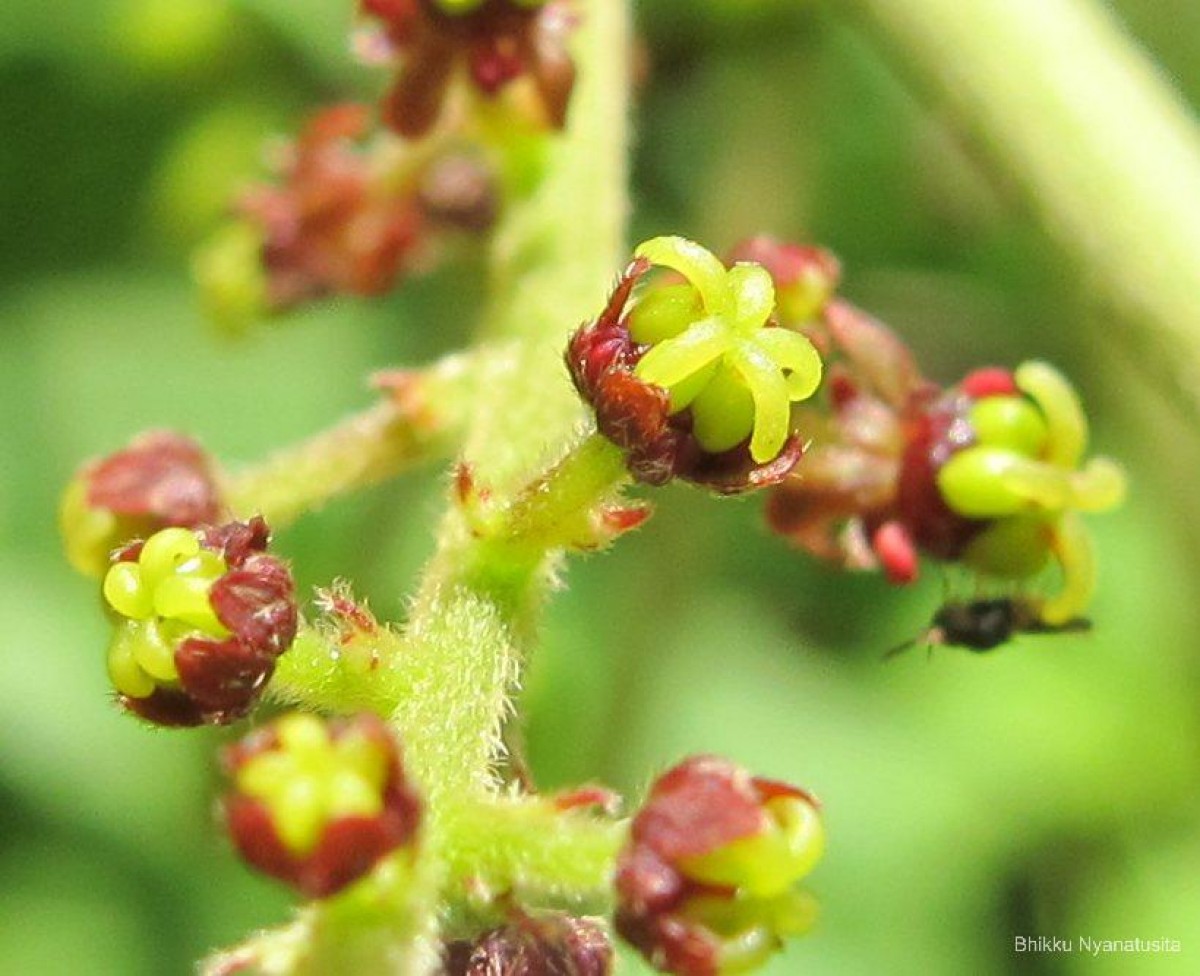 Brucea javanica (L.) Merr.